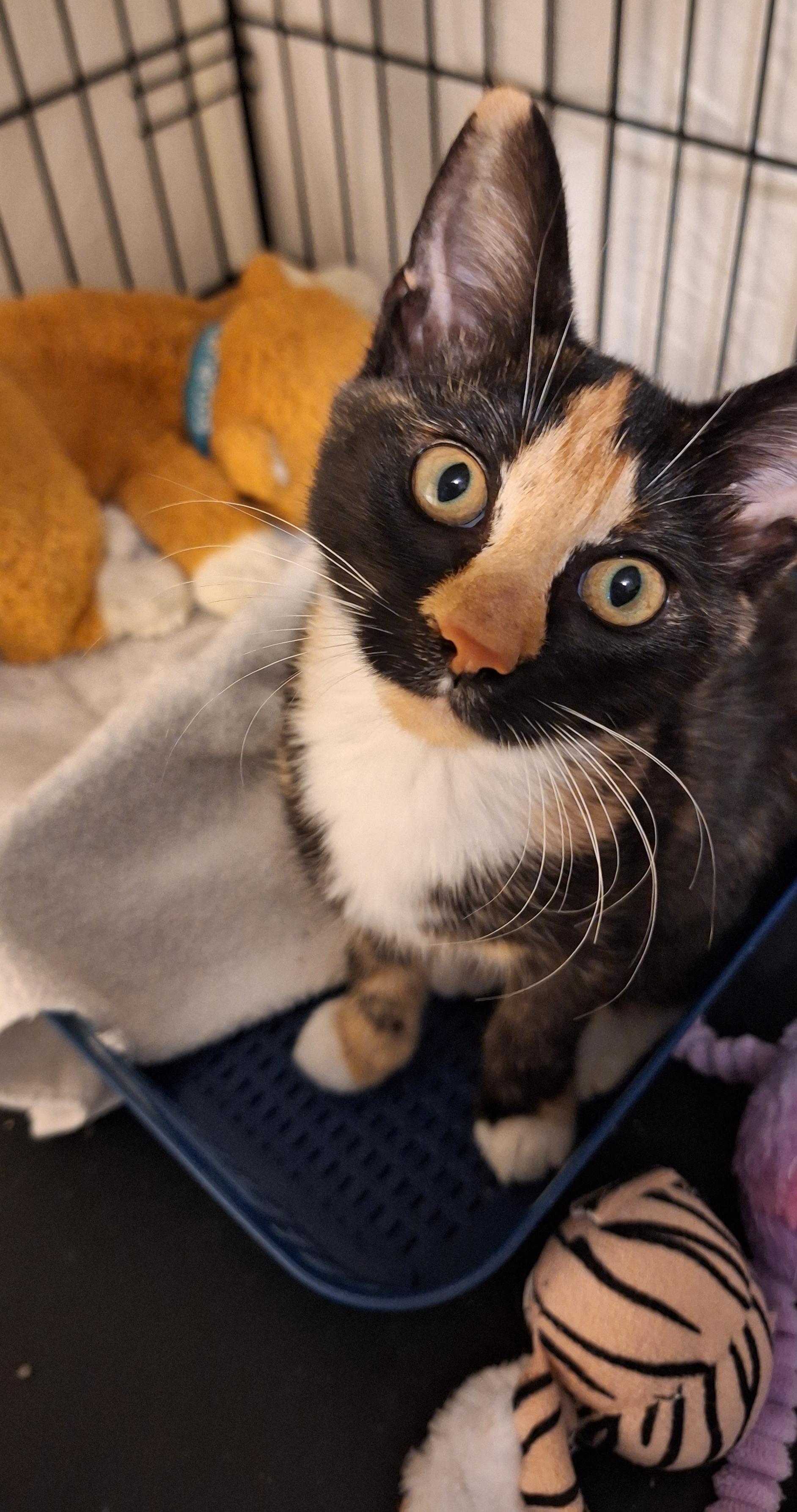 Clarabellec thumbnail 4
