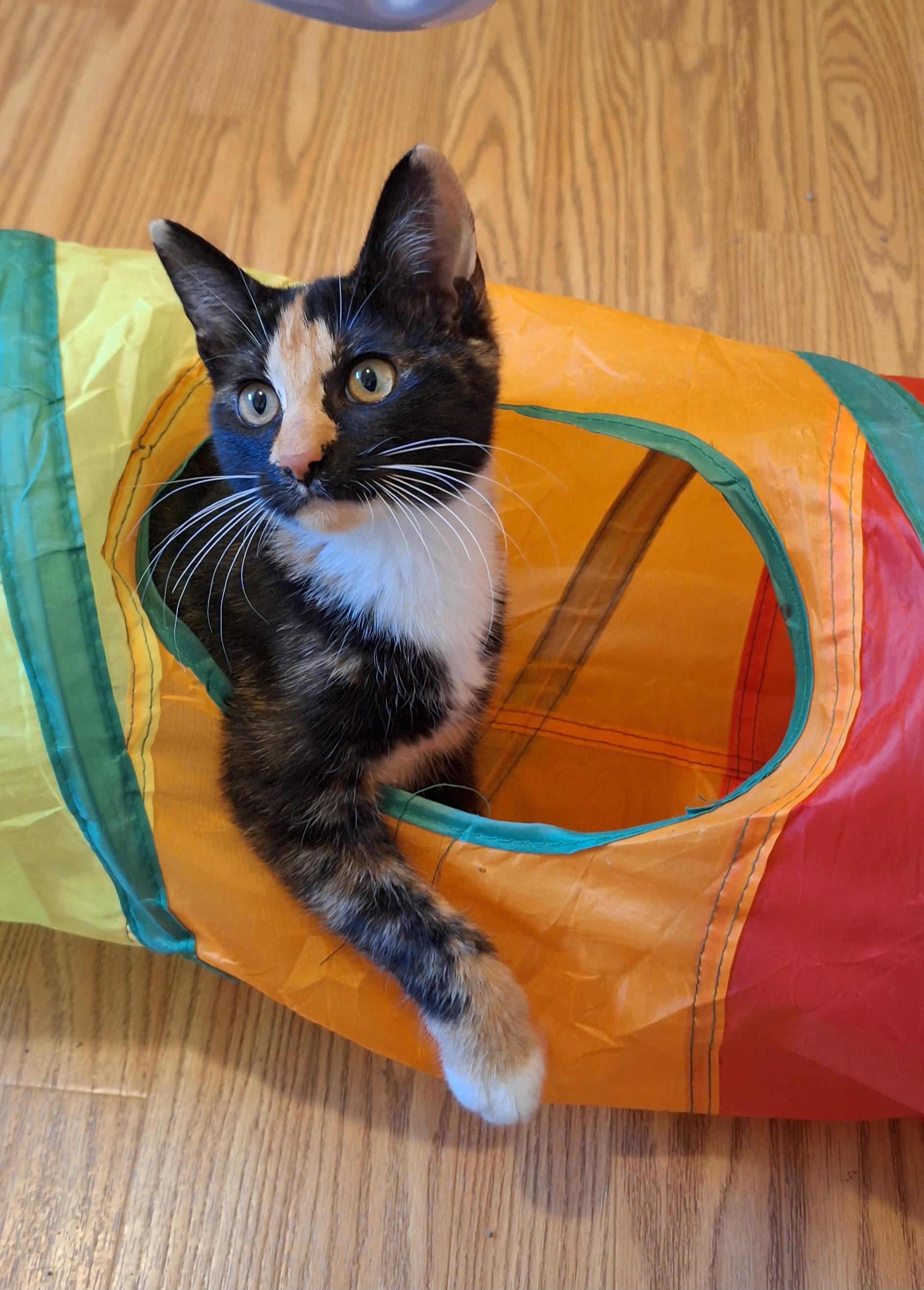 Clarabellec thumbnail 2