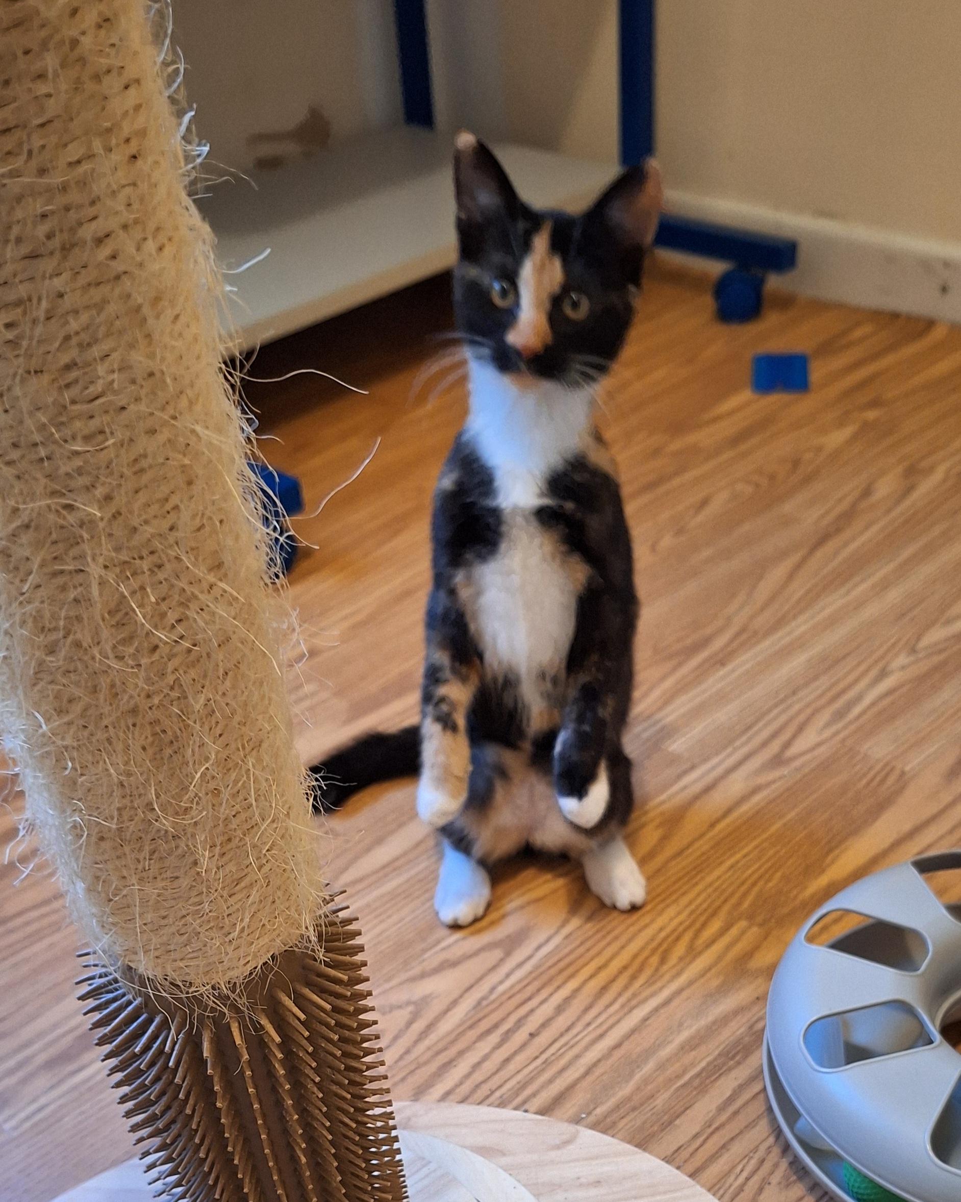 Clarabellec thumbnail 3