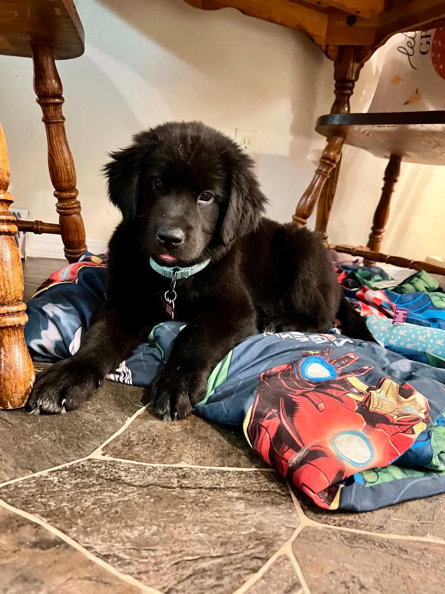 Jeb, adopted, Puppy Male Golden Retriever & Australian Shepherd.