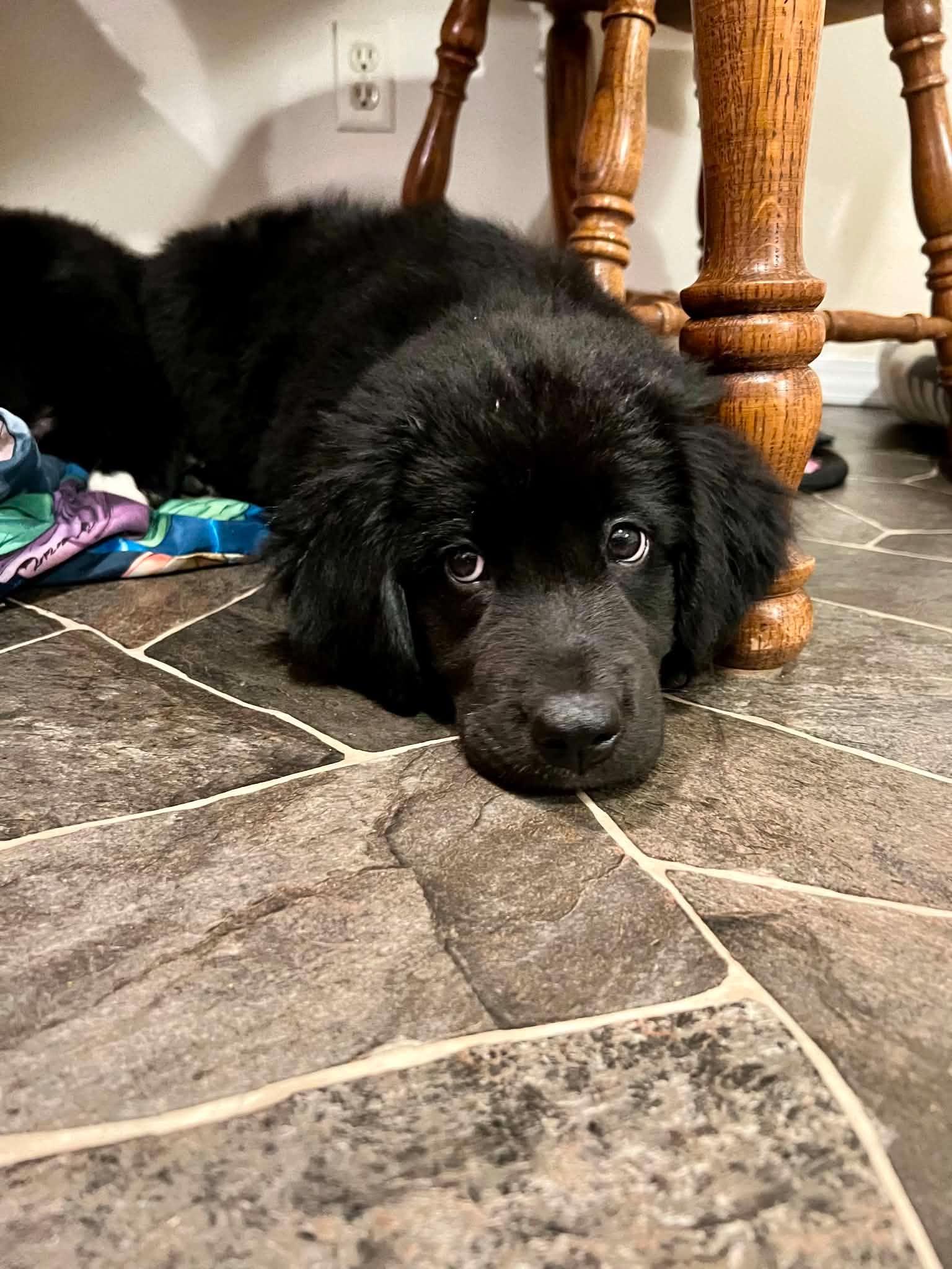 Jeb, an adopted mixed breed in Geneseo , IL image 3/3