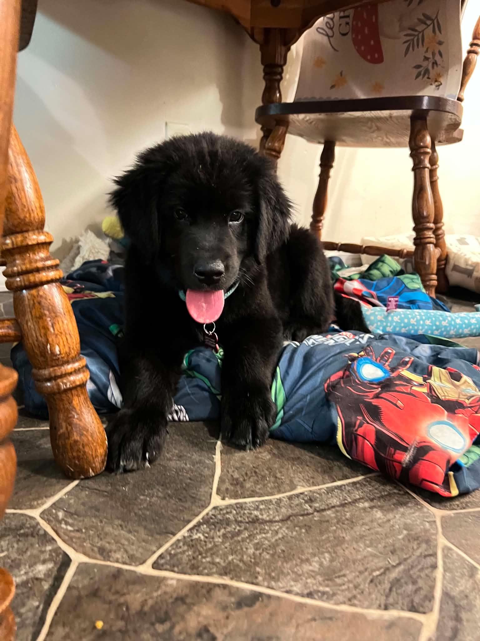 Jeb, an adopted mixed breed in Geneseo , IL image 2/3