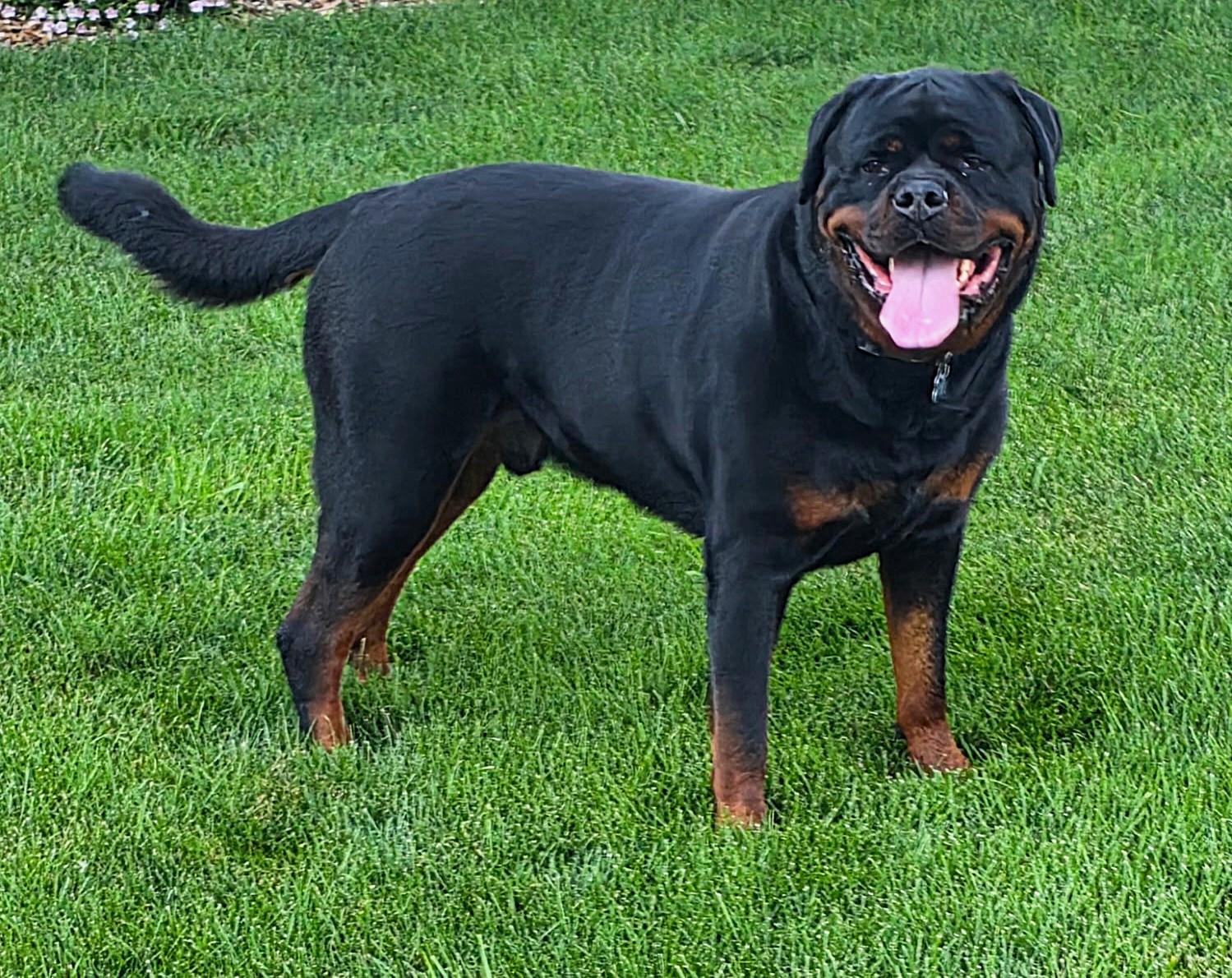 Otis, a ADOPTABLE Rottweiler in Lisbon, IA image 3/6
