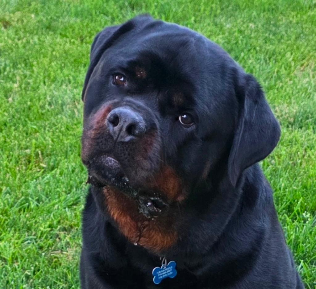 Otis, a ADOPTABLE Rottweiler in Lisbon, IA image 6/6