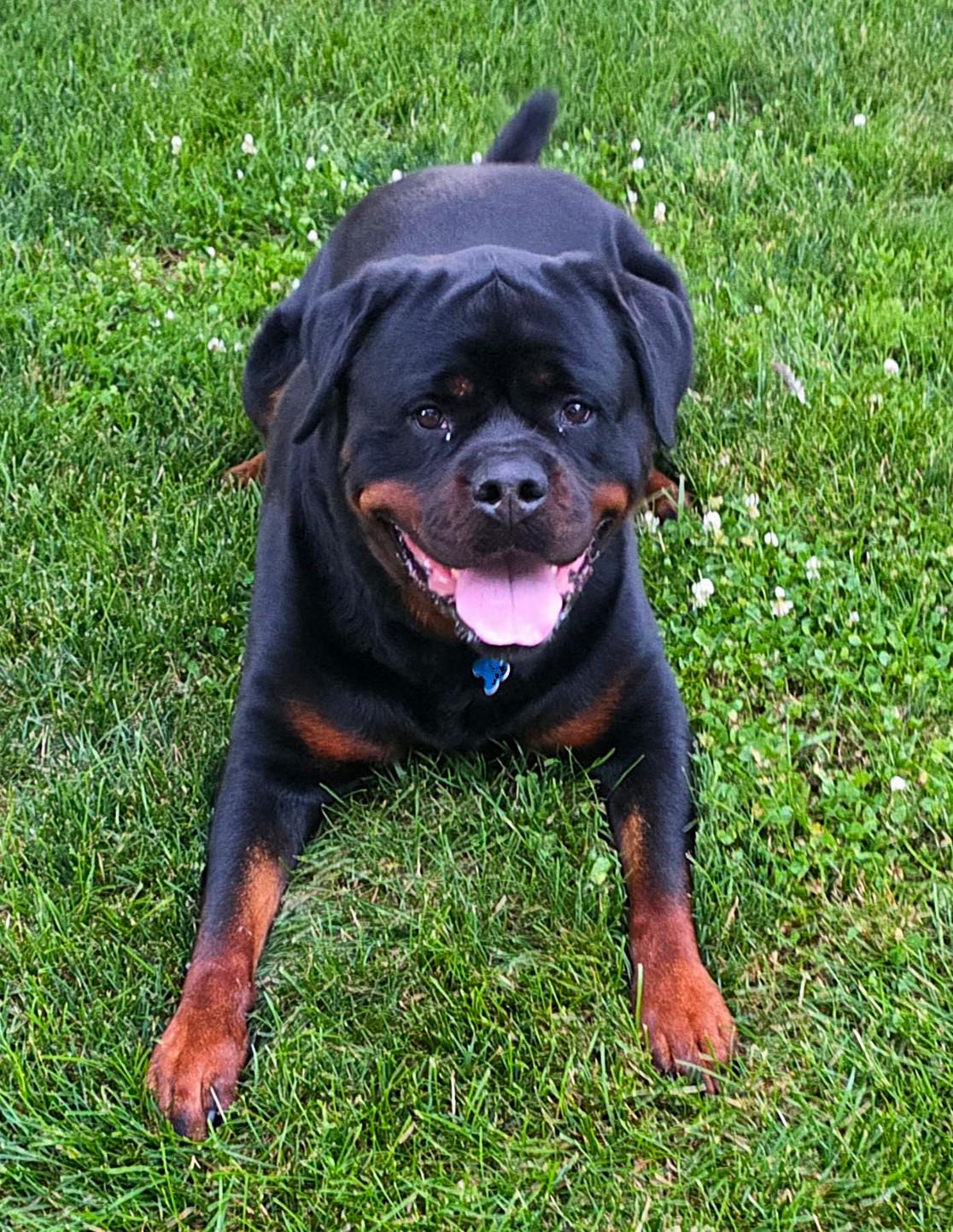 Otis, a ADOPTABLE Rottweiler in Lisbon, IA image 4/6