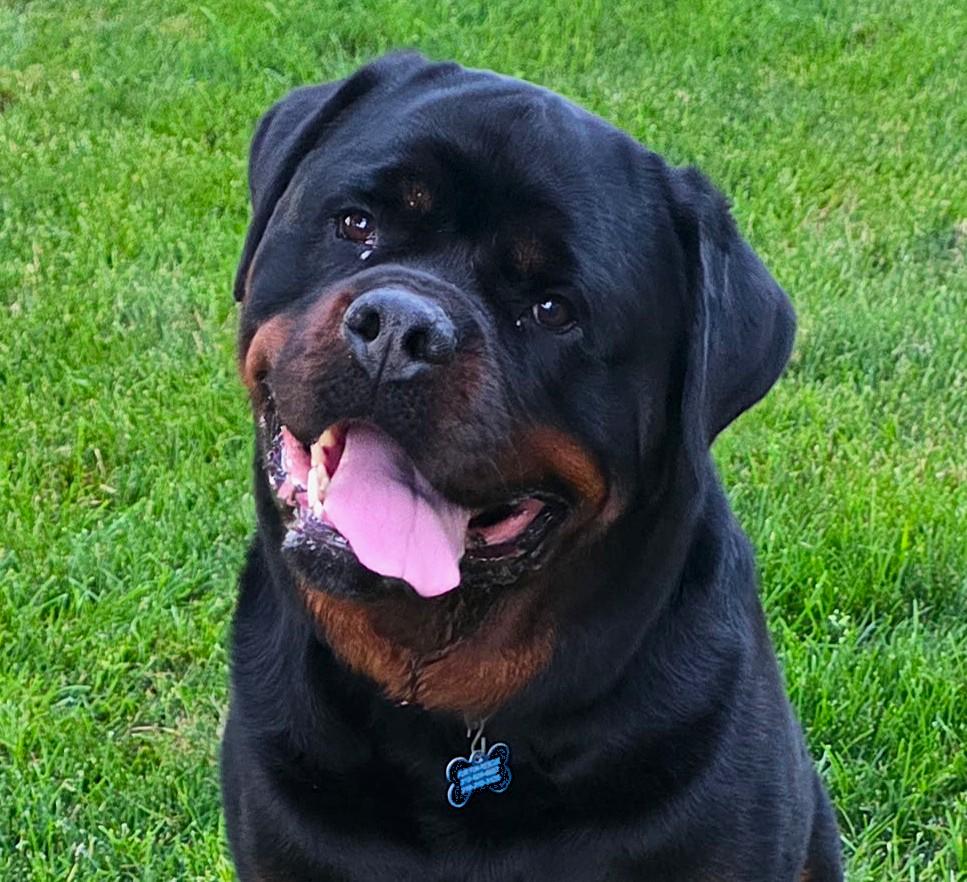 Otis, a ADOPTABLE Rottweiler in Lisbon, IA image 2/6