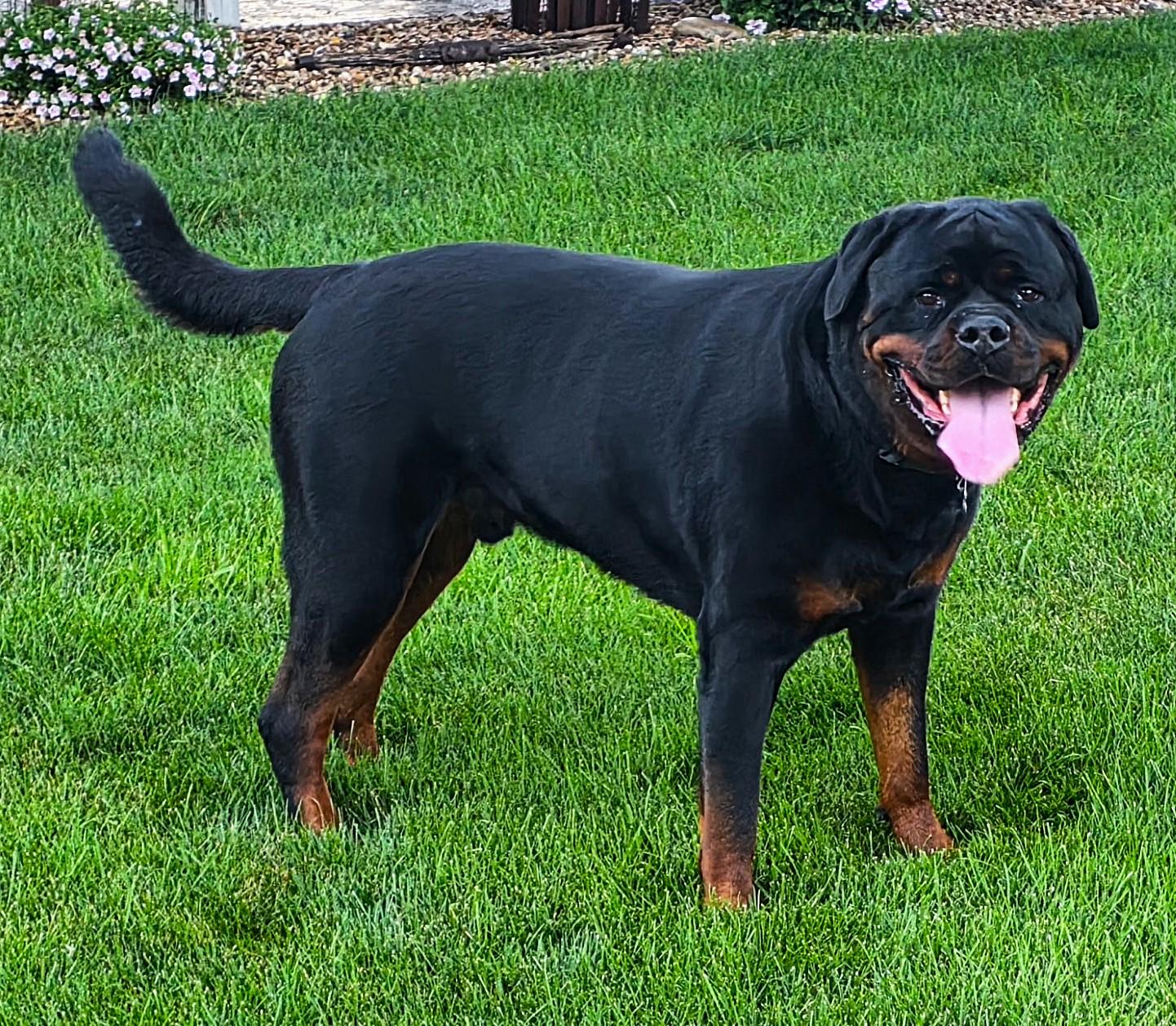Otis, a ADOPTABLE Rottweiler in Lisbon, IA image 5/6