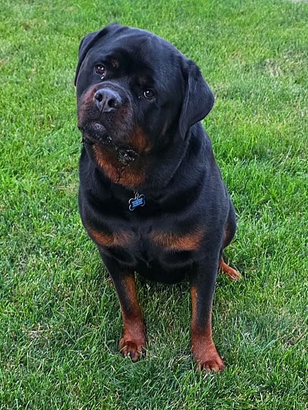 Otis, a ADOPTABLE Rottweiler in Lisbon, IA image 1/6