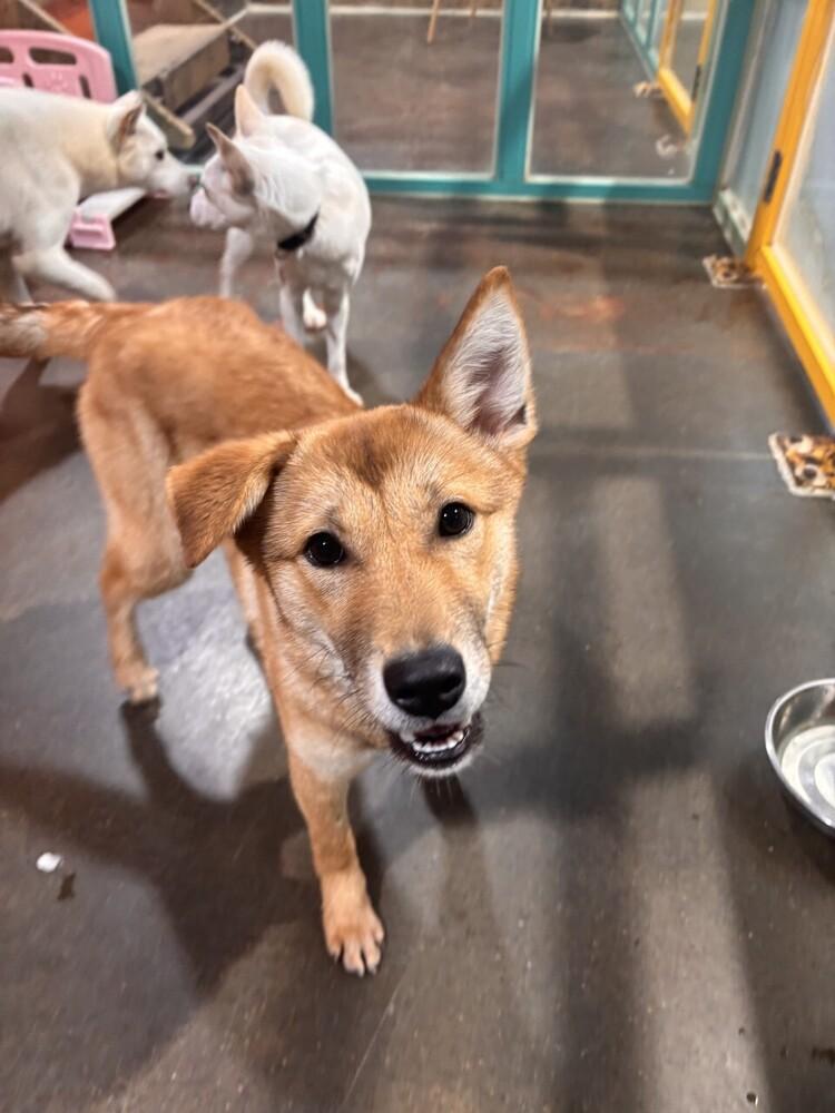 Enlarge Kuni, a Adoptable Jindo in Long Island City, NY image 1/4