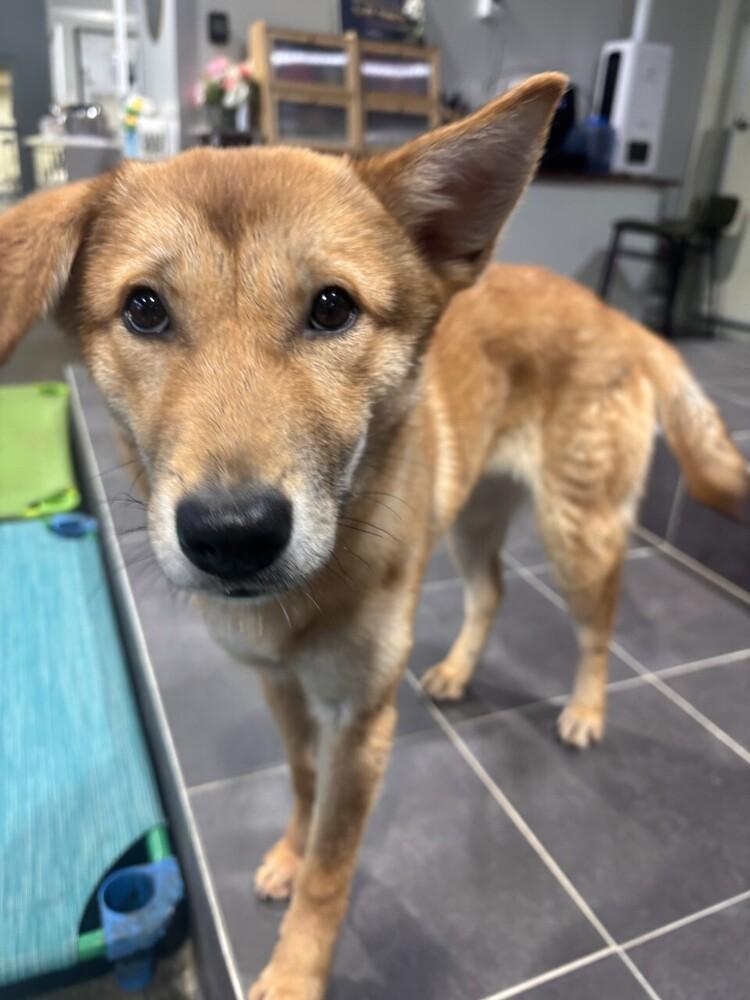 Enlarge Kuni, a Adoptable Jindo in Long Island City, NY image 2/4