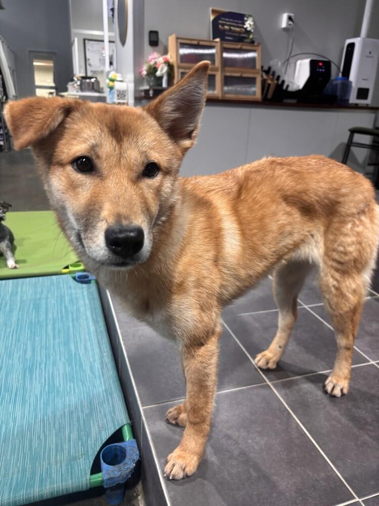 Enlarge Kuni, a Adoptable Jindo in Long Island City, NY image 3/4