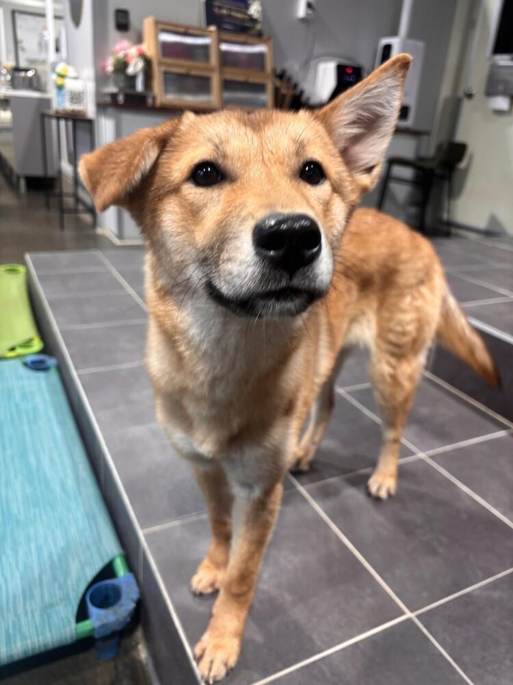 Enlarge Kuni, a Adoptable Jindo in Long Island City, NY image 4/4