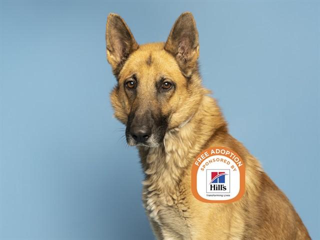 ROMEO, Adoptable, Adult Male German Shepherd Dog.