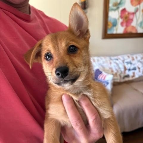 Enlarge Emmanuel, a ADOPTABLE mixed breed in Tulsa, OK image 2/3