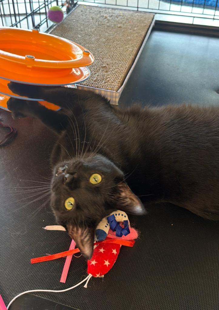 Rowdy, Adoptable, Kitten Male Domestic Short Hair.