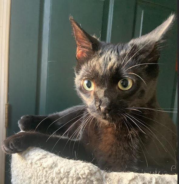 Rowdy, Adoptable, Kitten Male Domestic Short Hair.