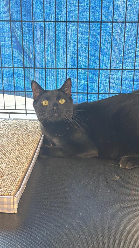 Enlarge Rowdy, a Adoptable mixed breed in Fort Oglethorpe, GA image 3/5