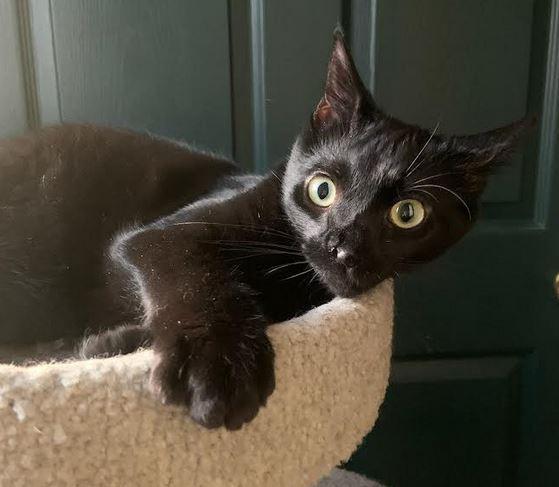 Enlarge Rowdy, a Adoptable mixed breed in Fort Oglethorpe, GA image 2/2