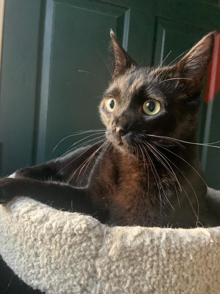 Enlarge Rowdy, a Adoptable mixed breed in Fort Oglethorpe, GA image 5/5