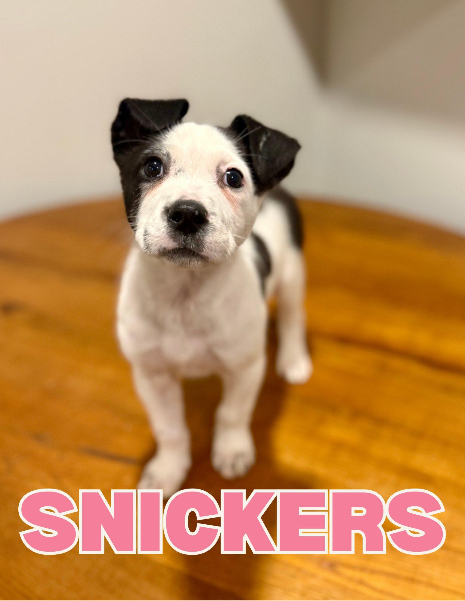 Enlarge Snickers, an adopted mixed breed in Shalimar, FL image 1/1