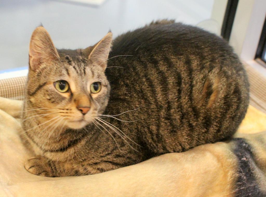 Kenai, Adoptable, Adult Male Domestic Short Hair.