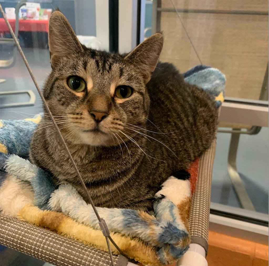 Kenai, a Adoptable mixed breed in South Bend, IN image 1/5