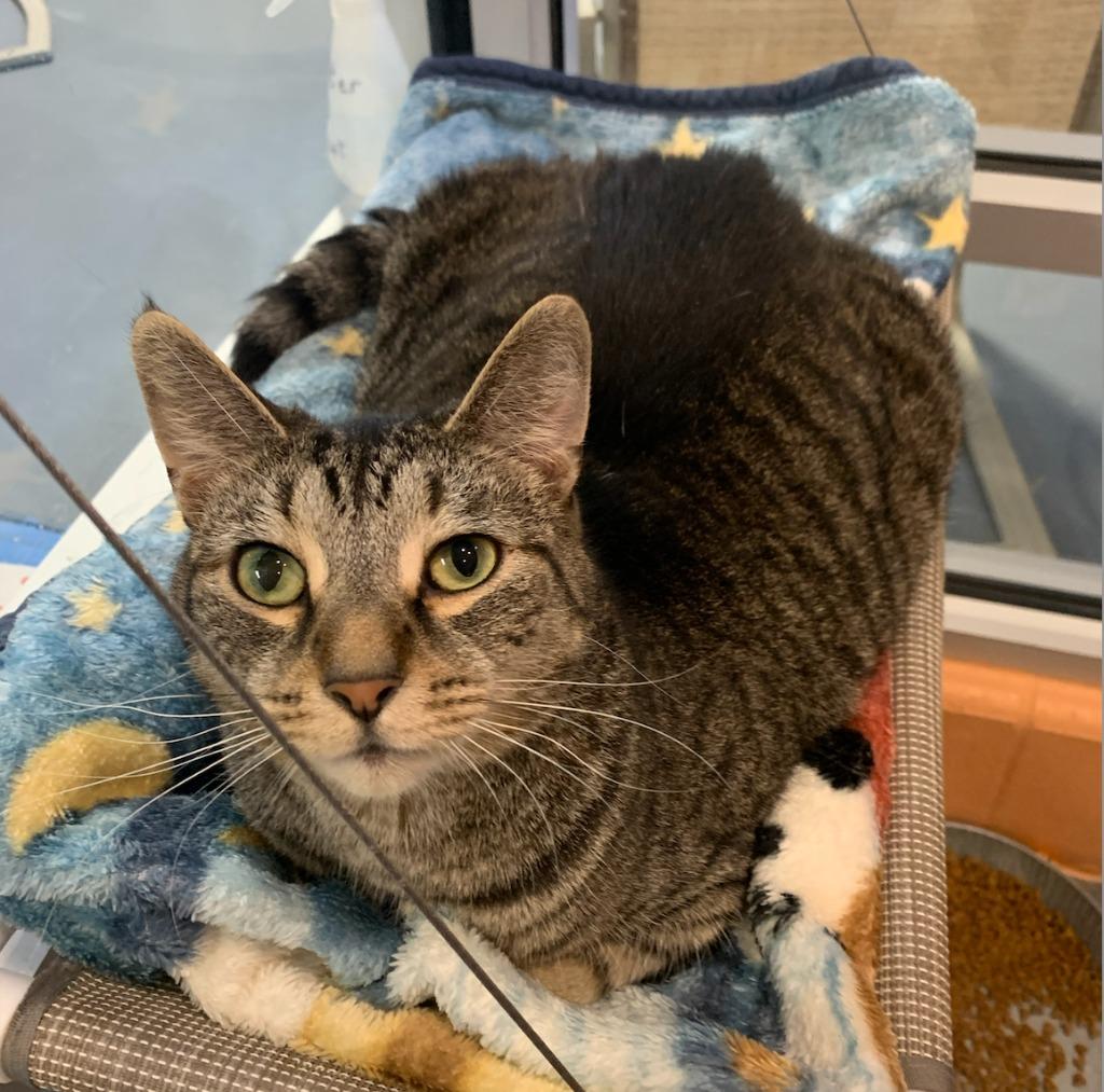 Kenai, Adoptable, Adult Male Domestic Short Hair.