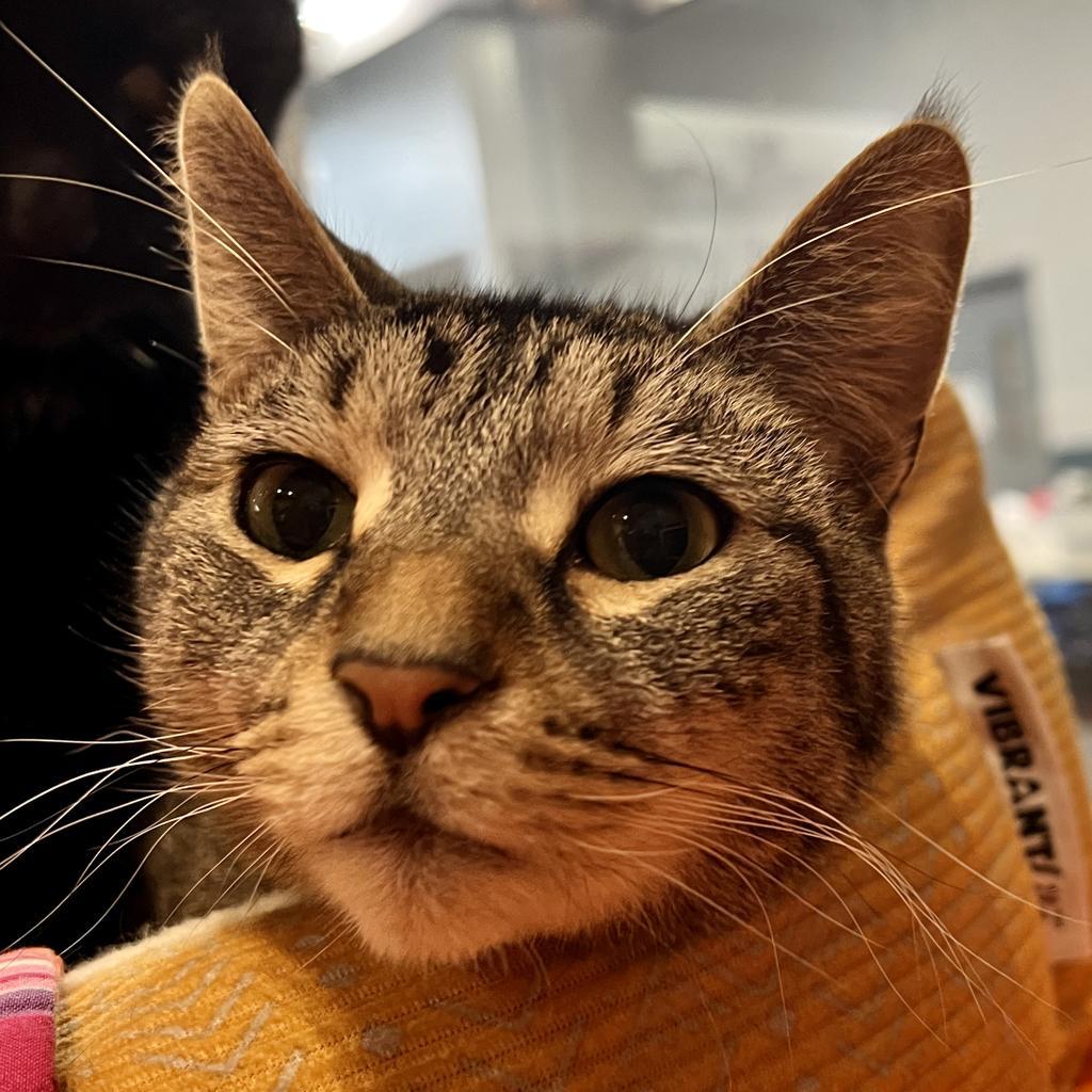 Kenai