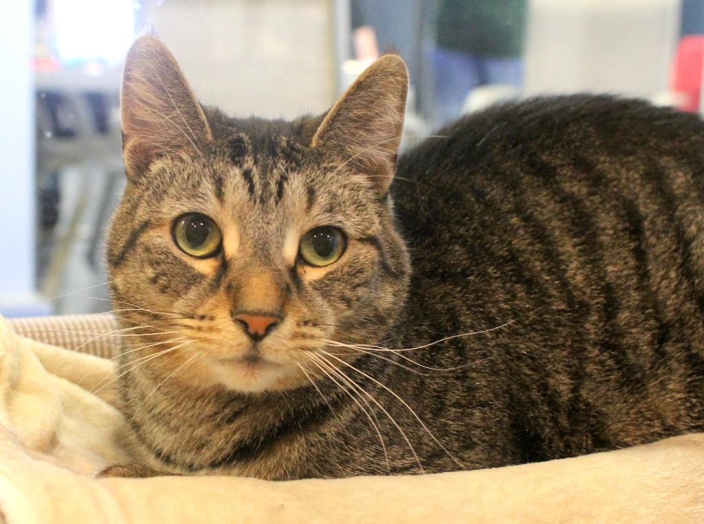 Kenai, a Adoptable mixed breed in South Bend, IN image 4/5