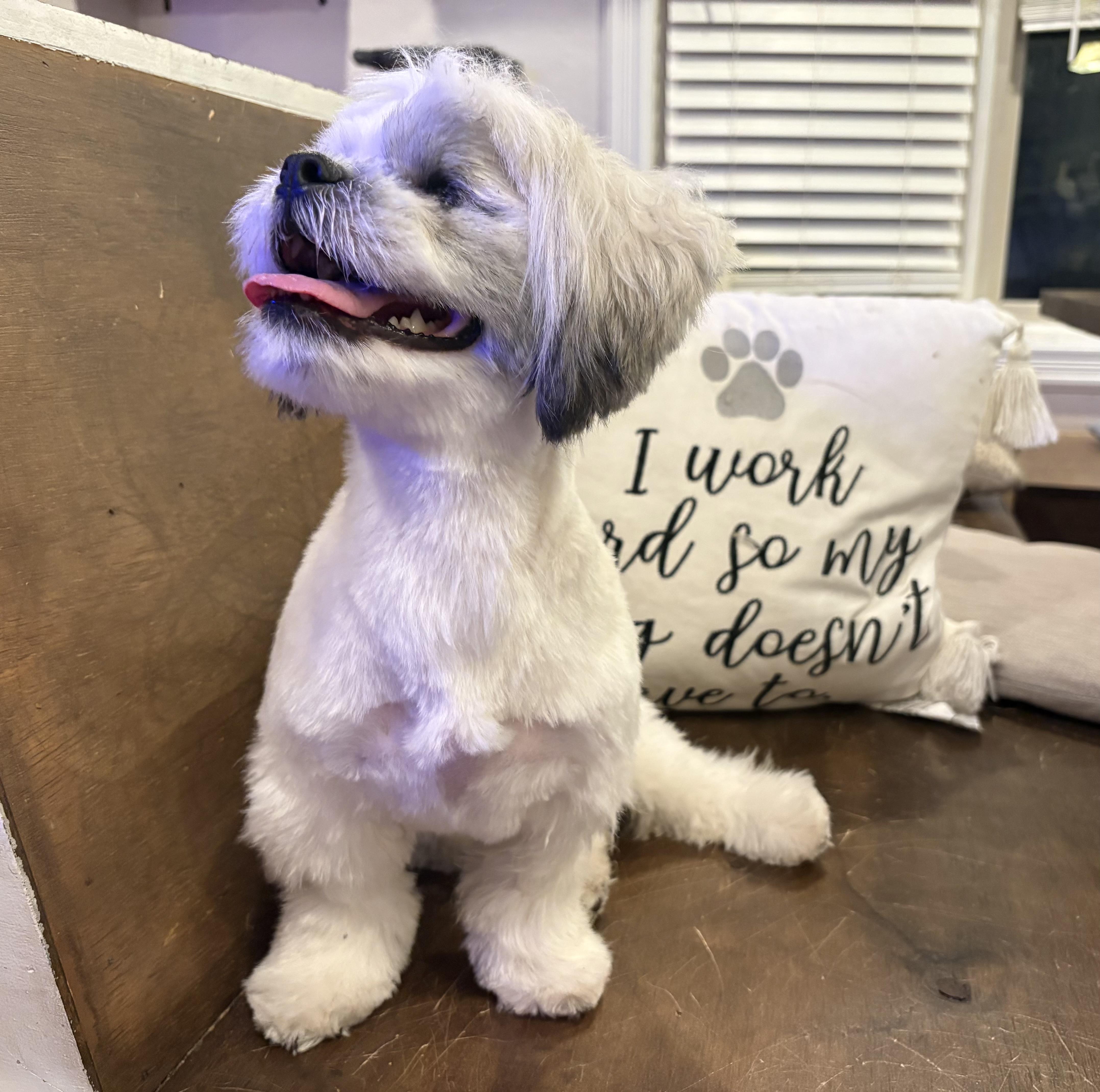 Fluffy, a ADOPTABLE mixed breed in Norfolk, VA image 3/4