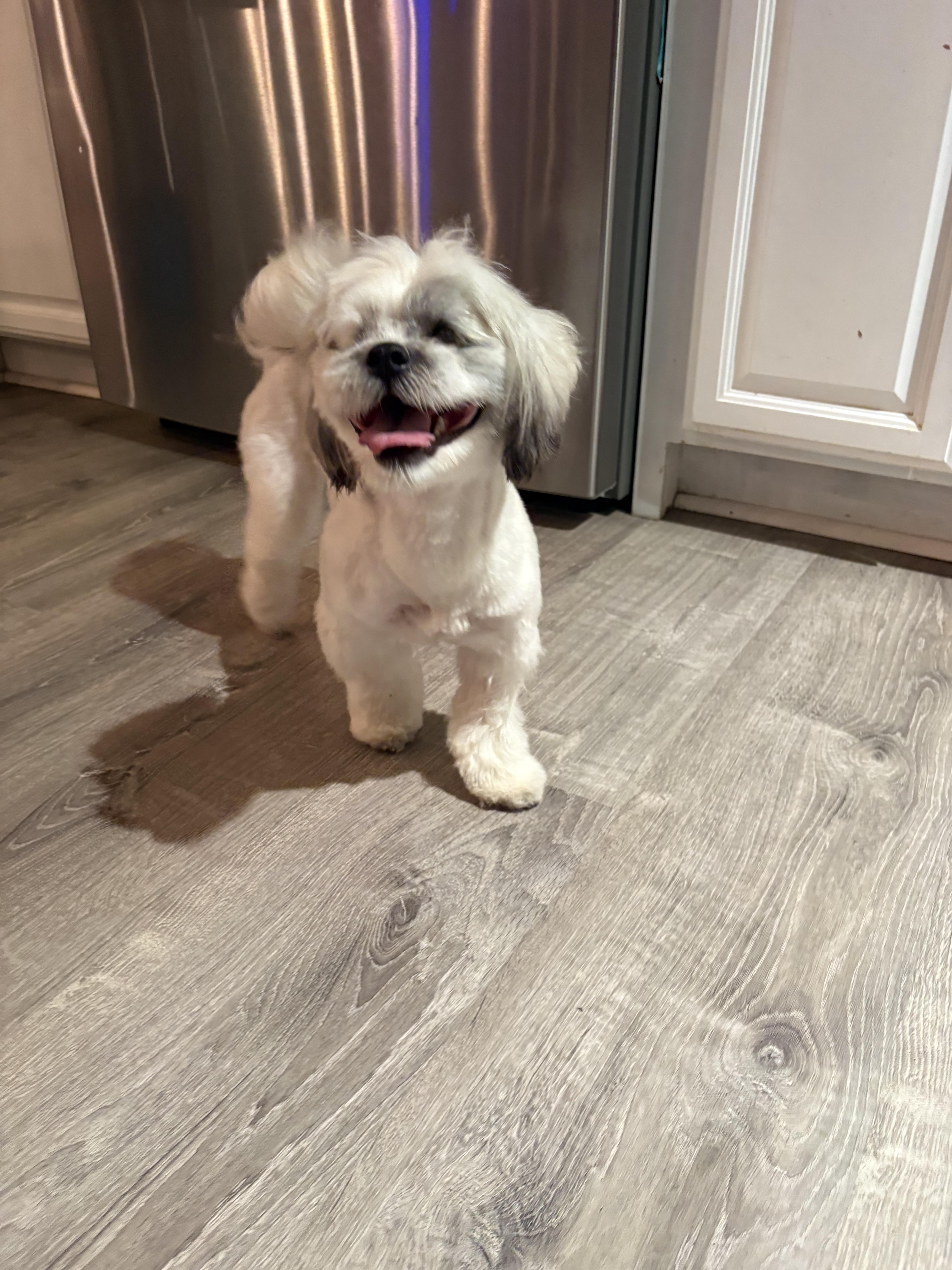 Fluffy, a ADOPTABLE mixed breed in Norfolk, VA image 4/4