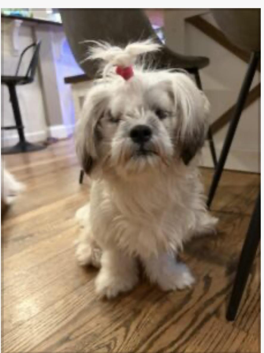 Fluffy, ADOPTABLE, Young Female Lhasa Apso & Shih Tzu.