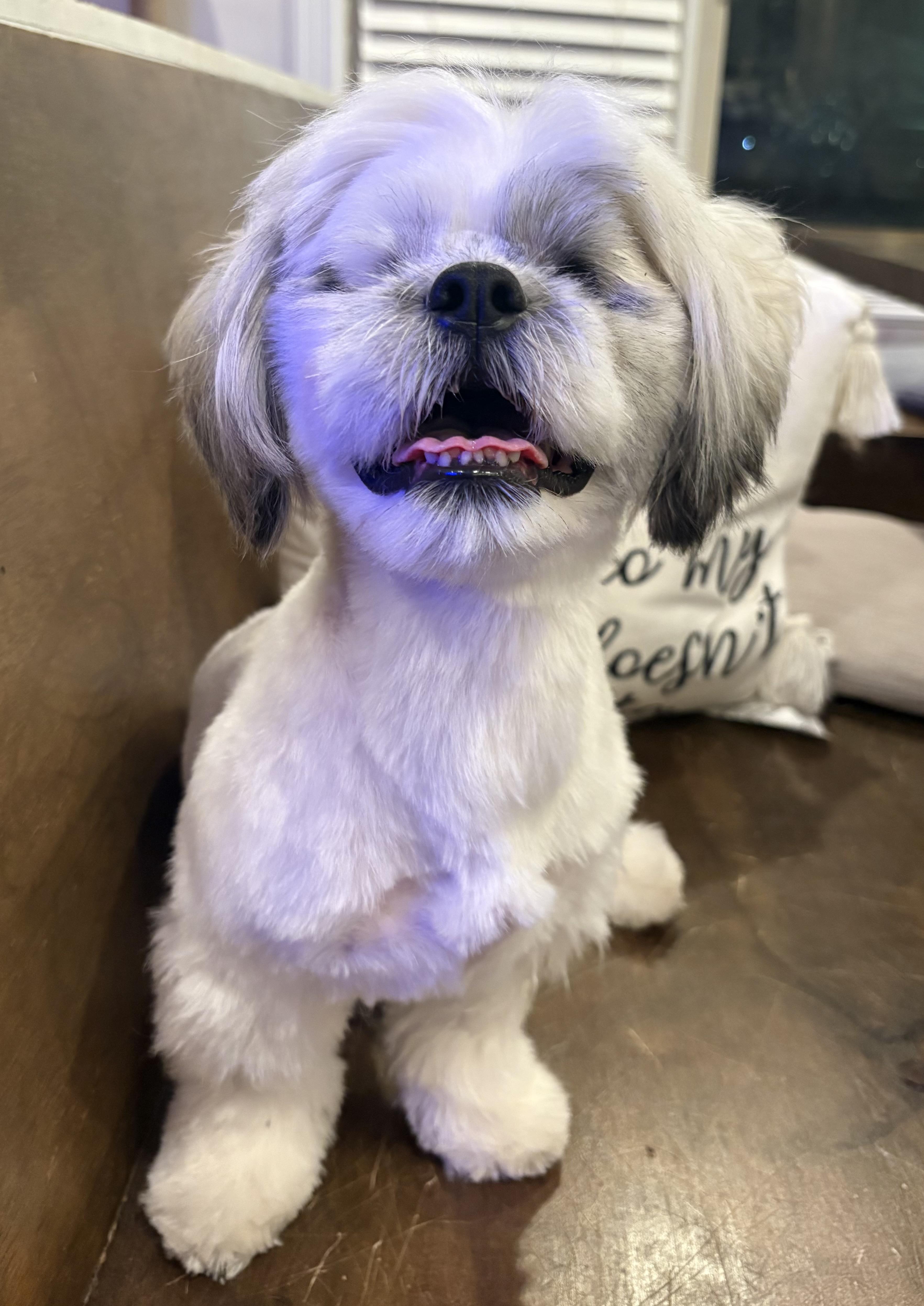 Fluffy, ADOPTABLE, Young Female Lhasa Apso & Shih Tzu.