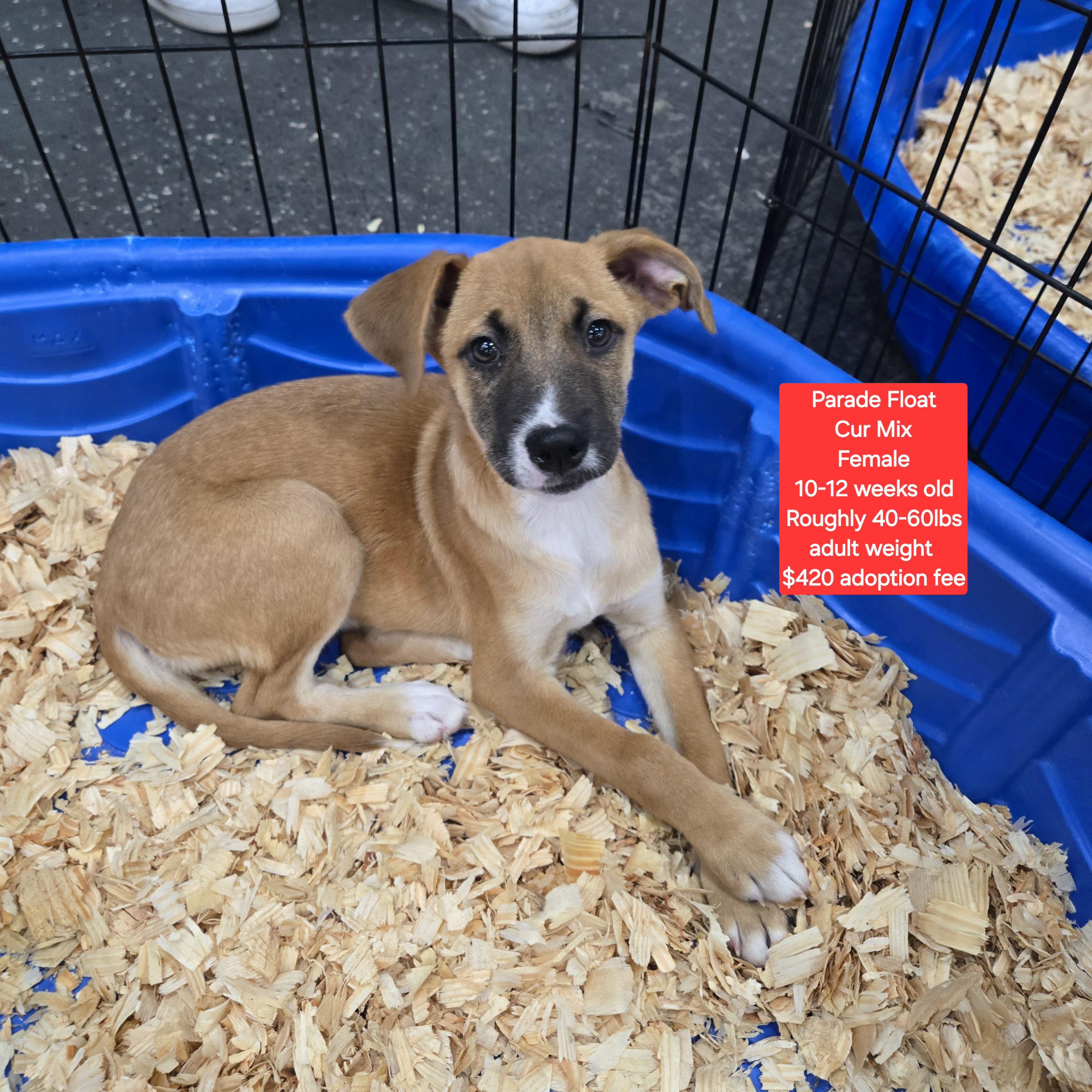 Enlarge Parade Float, an adopted mixed breed in Oviedo, FL image 1/2