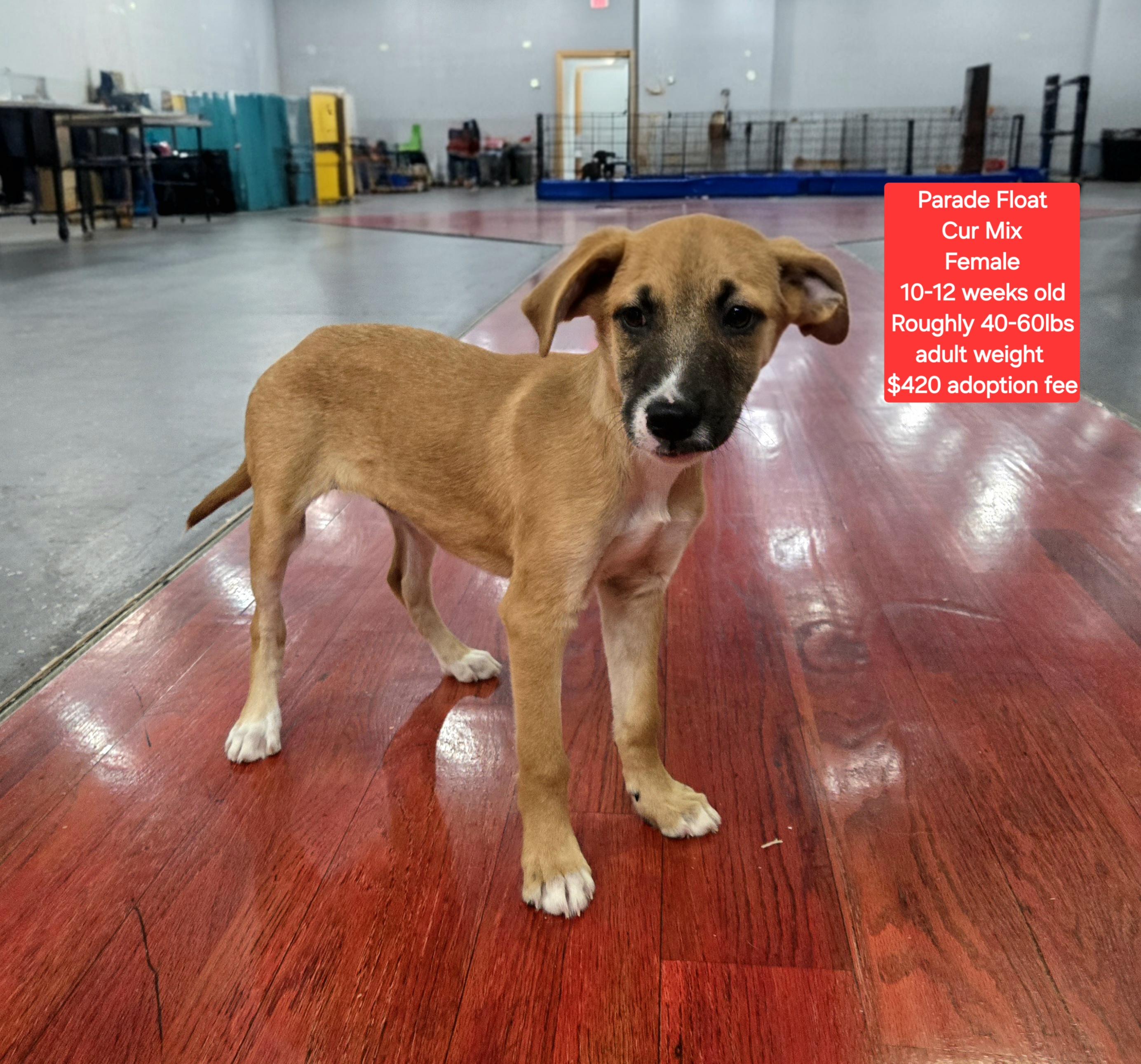 Enlarge Parade Float, an adopted mixed breed in Oviedo, FL image 2/2