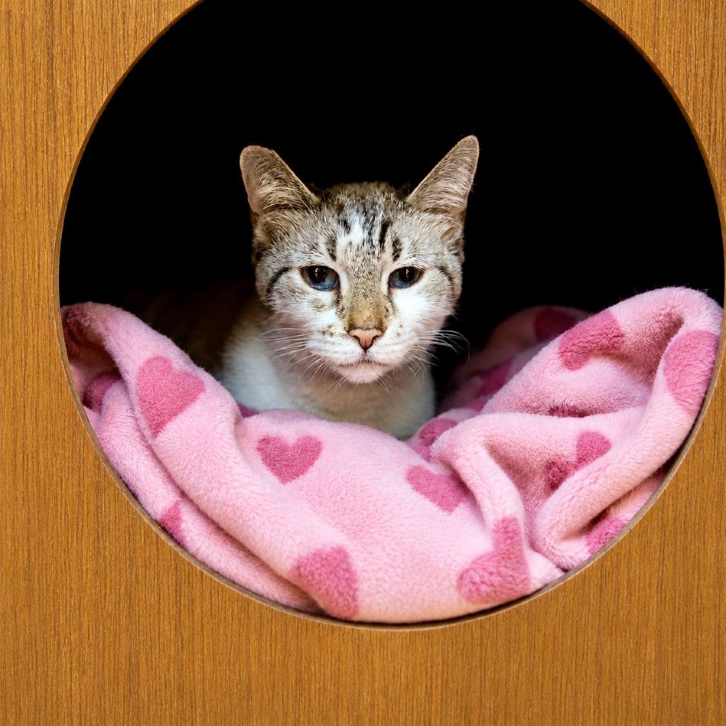 Willow, Adoptable, Senior Female Siamese.
