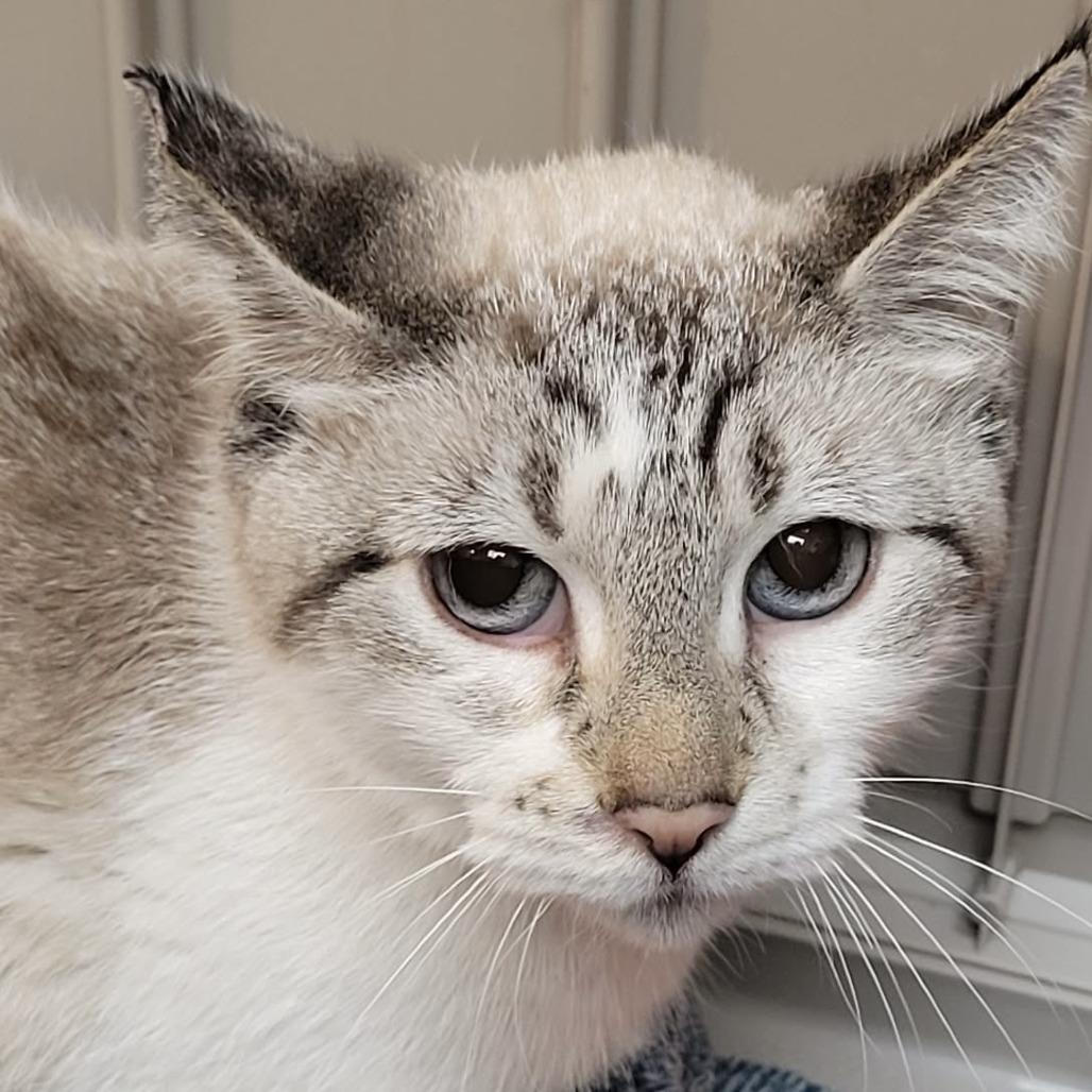 Willow, Adoptable, Senior Female Siamese.