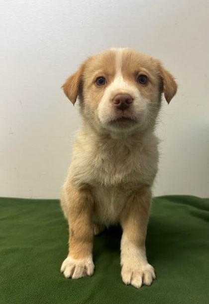 Enlarge Antsy Pants, a Adoptable mixed breed in Spruce Pine, NC image 1/1