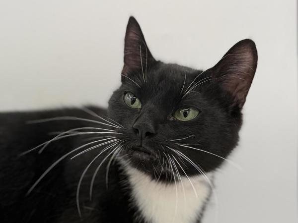 Stormy, Adoptable, Adult Female Domestic Short Hair.