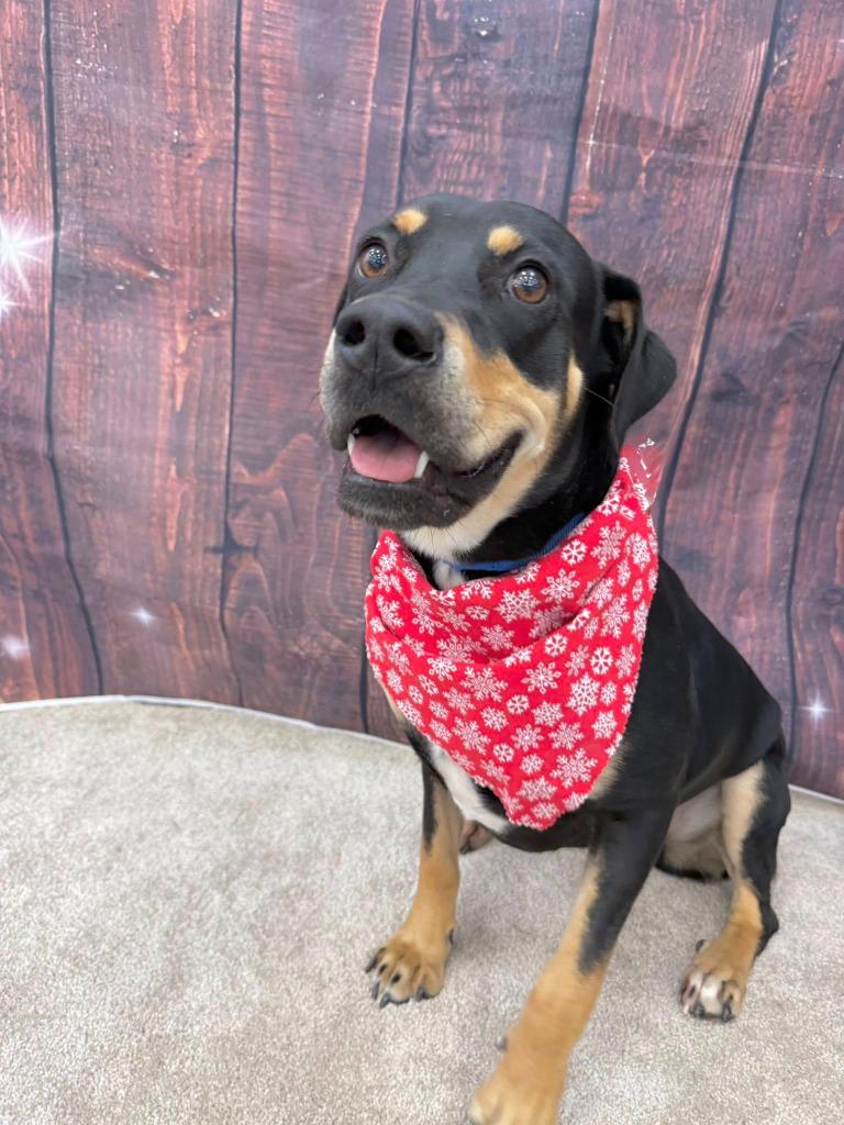 Delta Dawn, Adoptable, Young Female Mixed Breed.