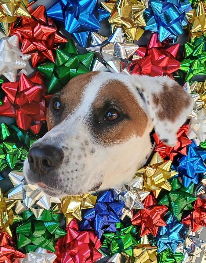 APOLLO, ADOPTABLE, Adult Male Hound.