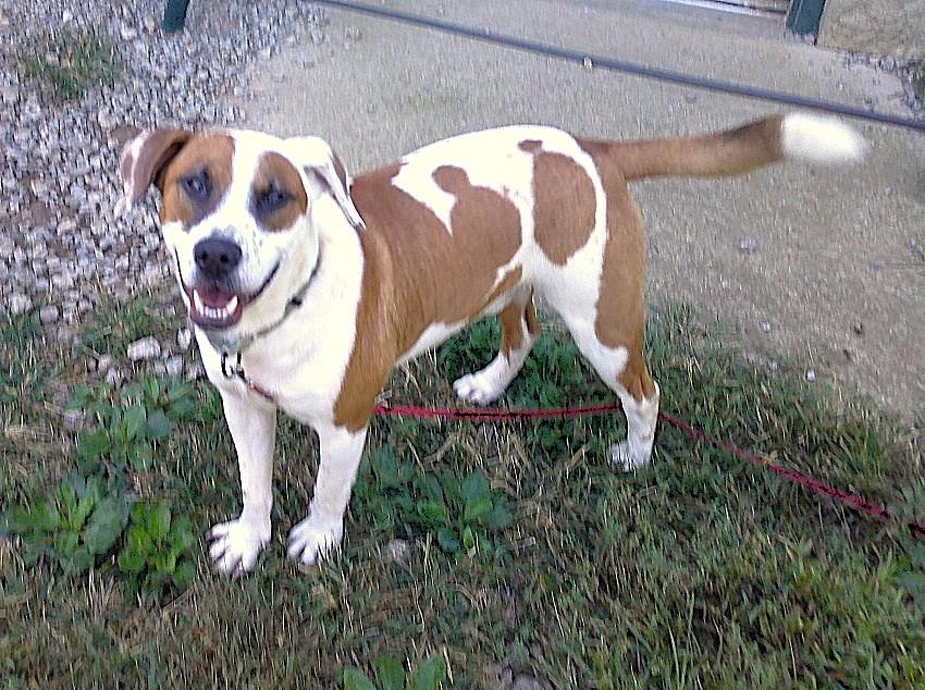 Enlarge APOLLO, a ADOPTABLE mixed breed in Pegram, TN image 2/6