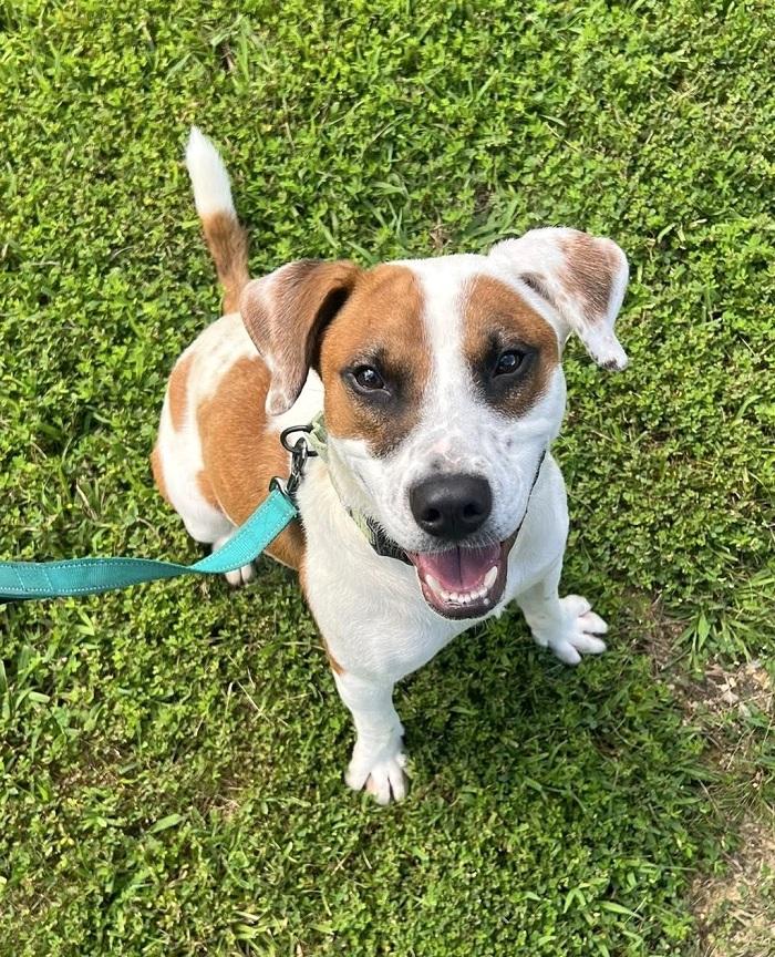 Enlarge APOLLO, a ADOPTABLE mixed breed in Pegram, TN image 3/6