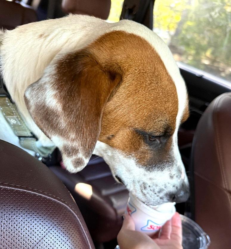 Enlarge APOLLO, a ADOPTABLE mixed breed in Pegram, TN image 4/6