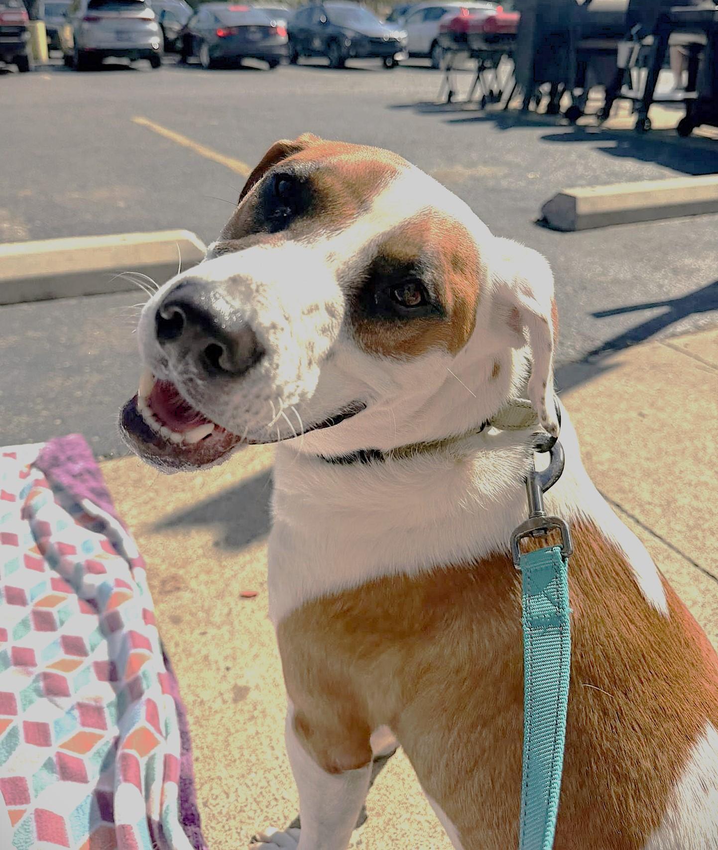 Enlarge APOLLO, a ADOPTABLE mixed breed in Pegram, TN image 5/6