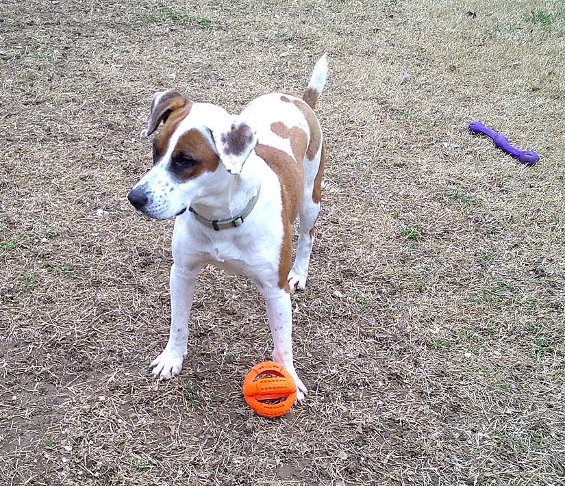 Enlarge APOLLO, a ADOPTABLE mixed breed in Pegram, TN image 2/6