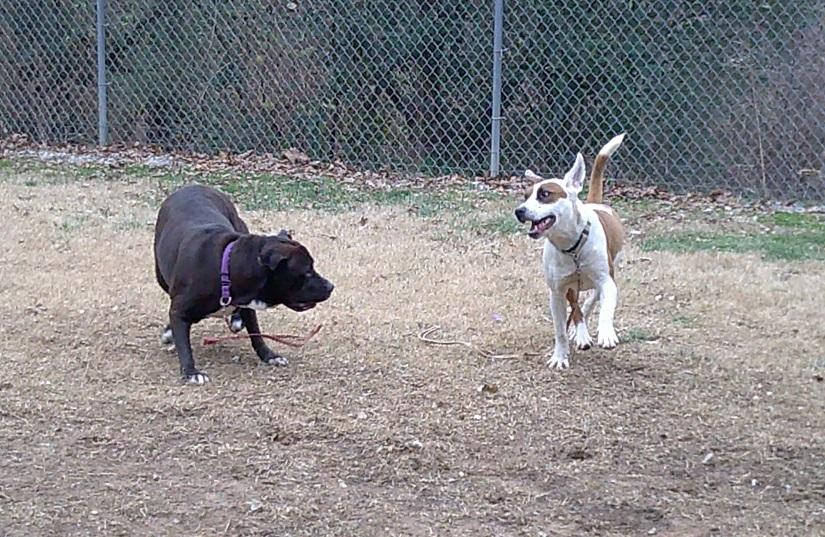 Enlarge APOLLO, a ADOPTABLE mixed breed in Pegram, TN image 4/6