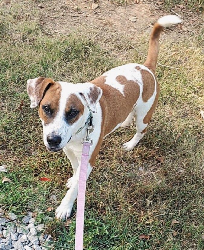 Enlarge APOLLO, a ADOPTABLE mixed breed in Pegram, TN image 6/6