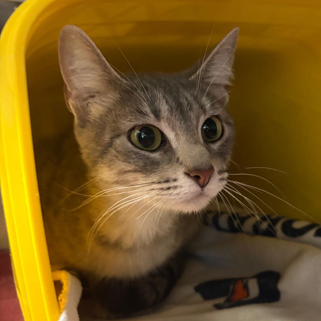 Enlarge June Bug, a Adoptable Domestic Short Hair in Manhattan, KS image 1/3
