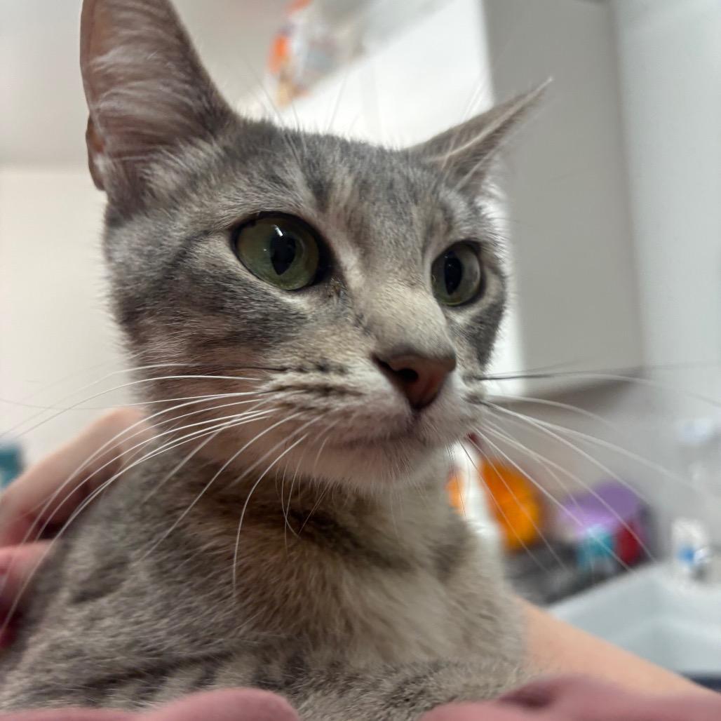 Enlarge June Bug, a Adoptable Domestic Short Hair in Manhattan, KS image 2/3